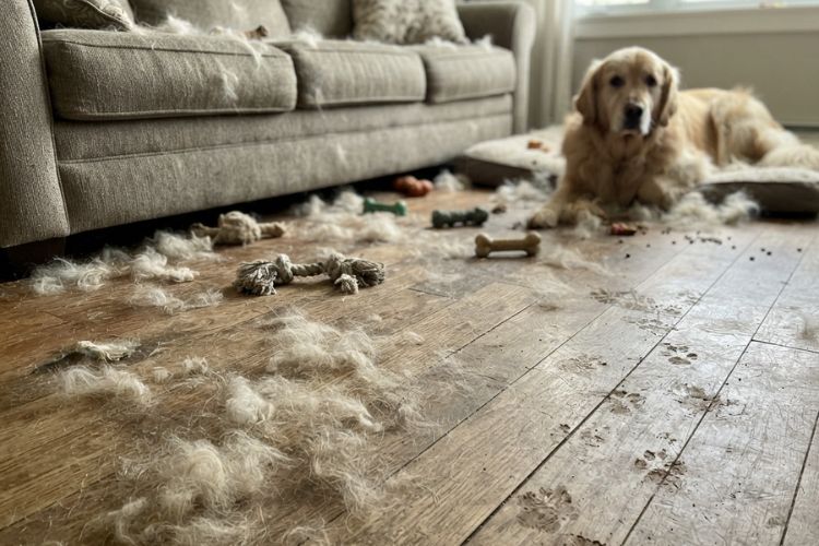 Homes With Dogs Get Messy